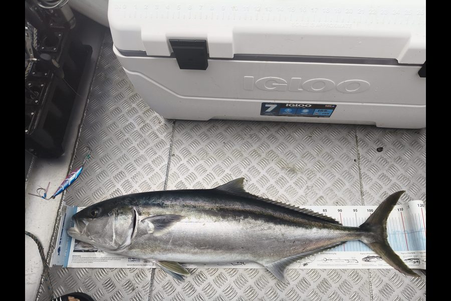 Tony Luo caught this 104.5cm Kingfish at Bay of Plenty during The Export NZ Fishing Competition