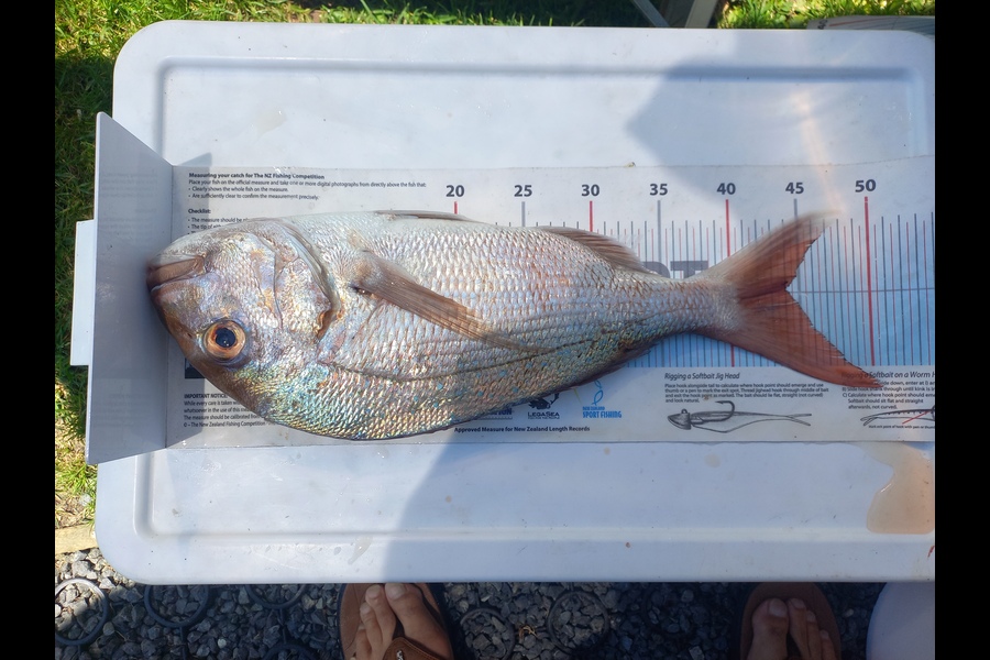 Andrew Tohu caught this 44.0cm Snapper at Northland during The Export NZ Fishing Competition