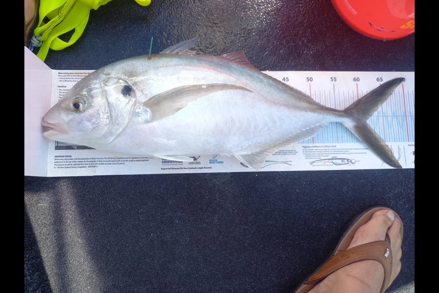 Andrew Tohu caught this 61.0cm Trevally at Northland during The Export NZ Fishing Competition