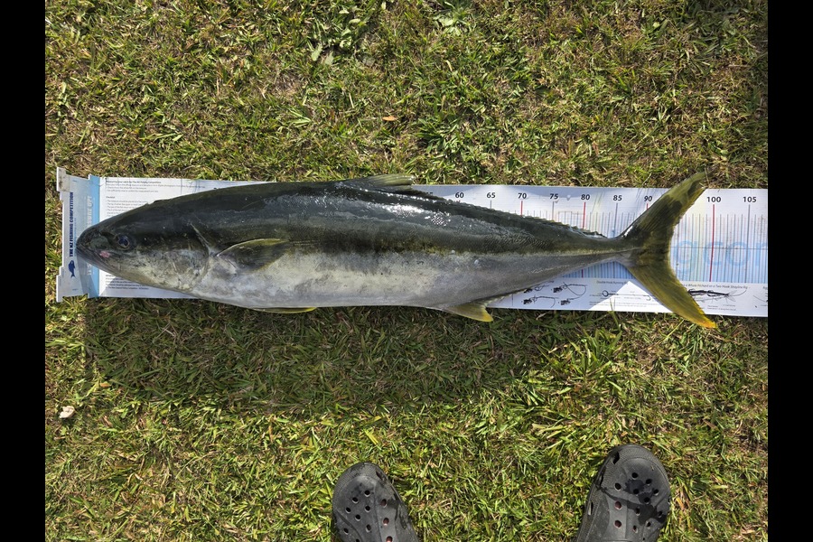 Scott Bassett caught this 93.5cm Kingfish at Coromandel during The Export NZ Fishing Competition