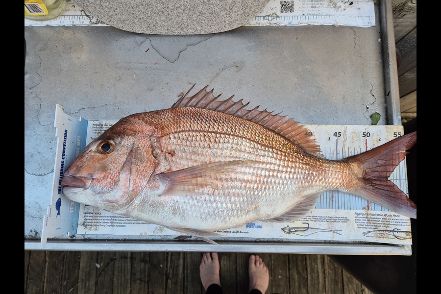 Jordan Boyd caught this 53.0cm Snapper at Wellington during The Export NZ Fishing Competition