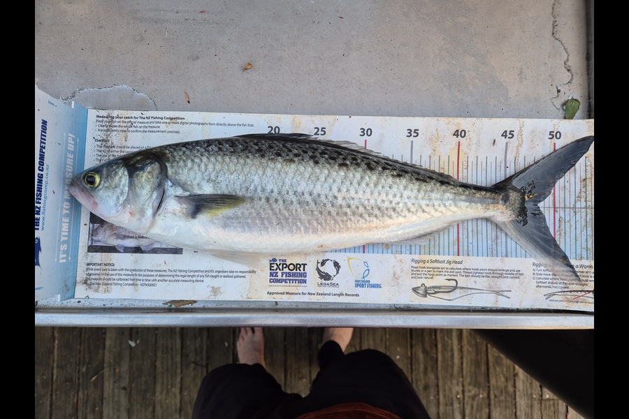 Jordan Boyd caught this 48.0cm Kahawai at Wellington during The Export NZ Fishing Competition