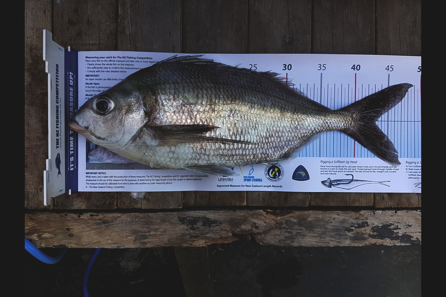 Kent Huntley caught this 43.0cm Tarakihi at Wellington South Coast during The Export NZ Fishing Competition