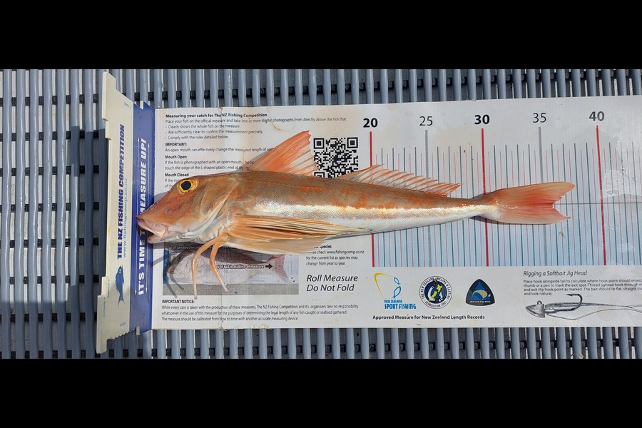 Janet Attwood caught this 35.5cm Gurnard at Northland during The Export NZ Fishing Competition