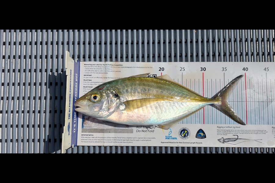 Janet Attwood caught this 35.5cm Trevally at Northland during The Export NZ Fishing Competition