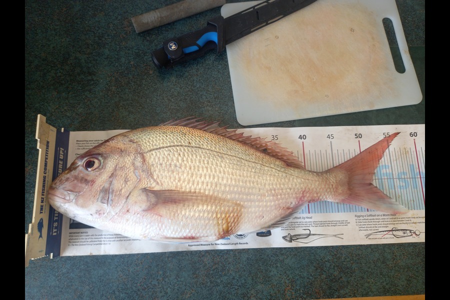 Michael Ranson caught this 51.5cm Snapper at Nelson/Marlborough during The Export NZ Fishing Competition
