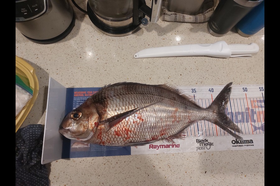 Brett Wilson caught this 43.0cm Tarakihi at Wellington during The Export NZ Fishing Competition