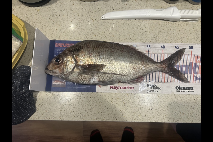 Jared Wilson caught this 43.5cm Tarakihi at Wairarapa
 during The Export NZ Fishing Competition