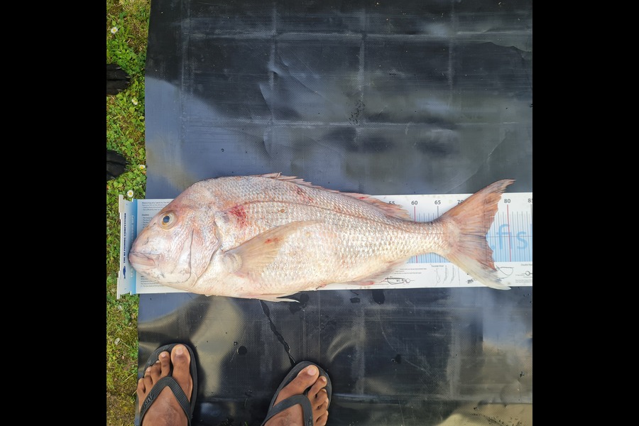 Vilash Choy caught this 75.0cm Snapper at Auckland during The Export NZ Fishing Competition