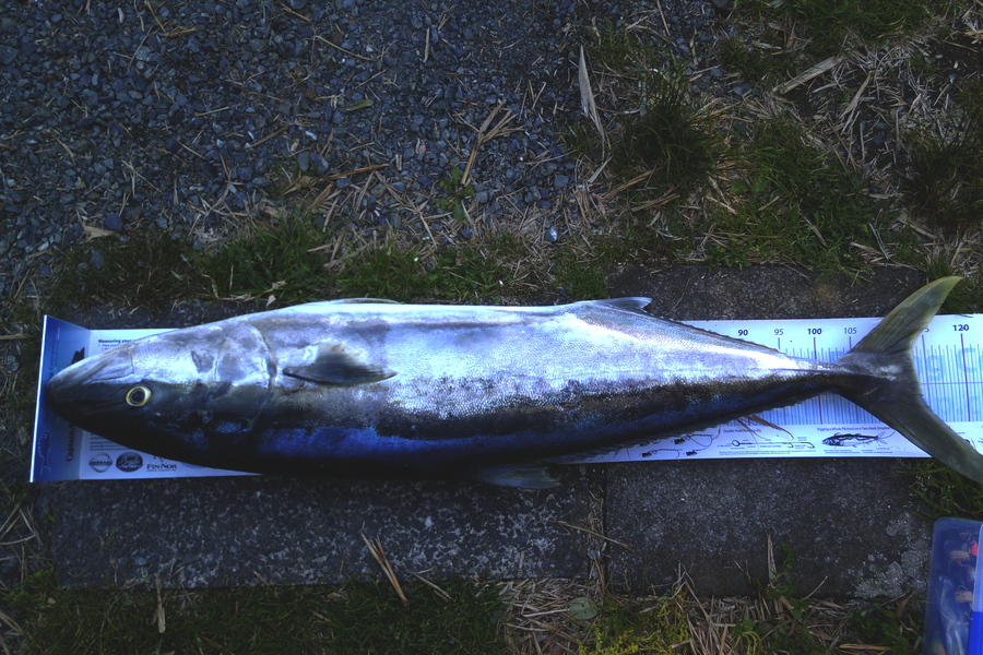 Caleb Lambert caught this 113.5cm Kingfish at B.O.I during The Export NZ Fishing Competition
