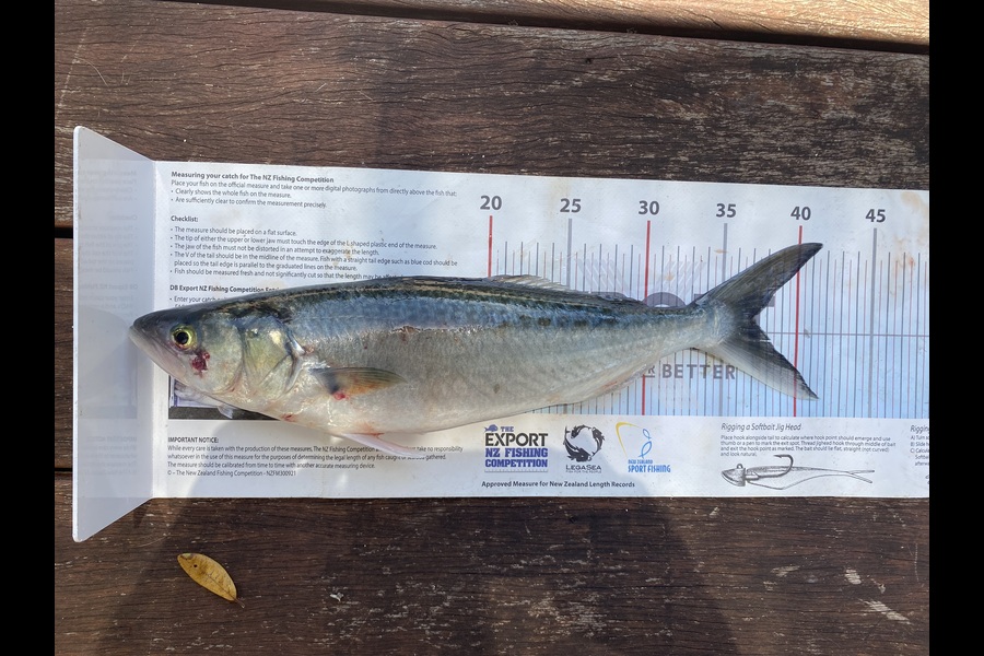 Natasha Woolford caught this 37.0cm Kahawai at Northland during The Export NZ Fishing Competition