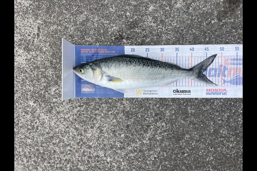 Jack Ogden caught this 43.5cm Kahawai at Taranaki during The Export NZ Fishing Competition