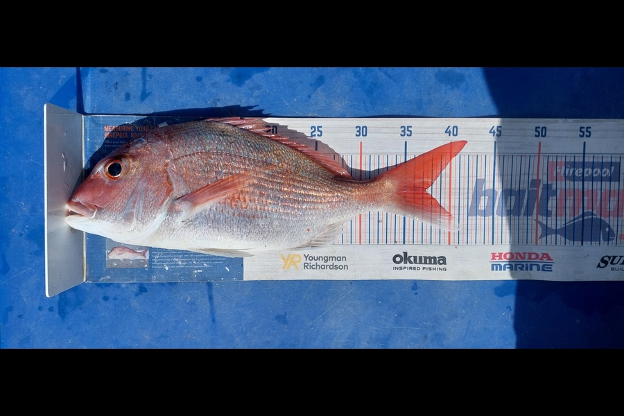 Barry  Howard caught this 37.0cm Snapper at Auckland during The Export NZ Fishing Competition