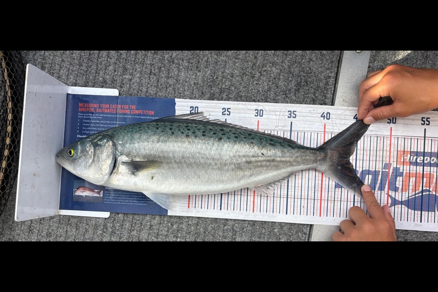 Caleb Van Dragt caught this 44.0cm Kahawai at Bay of Plenty during The Export NZ Fishing Competition