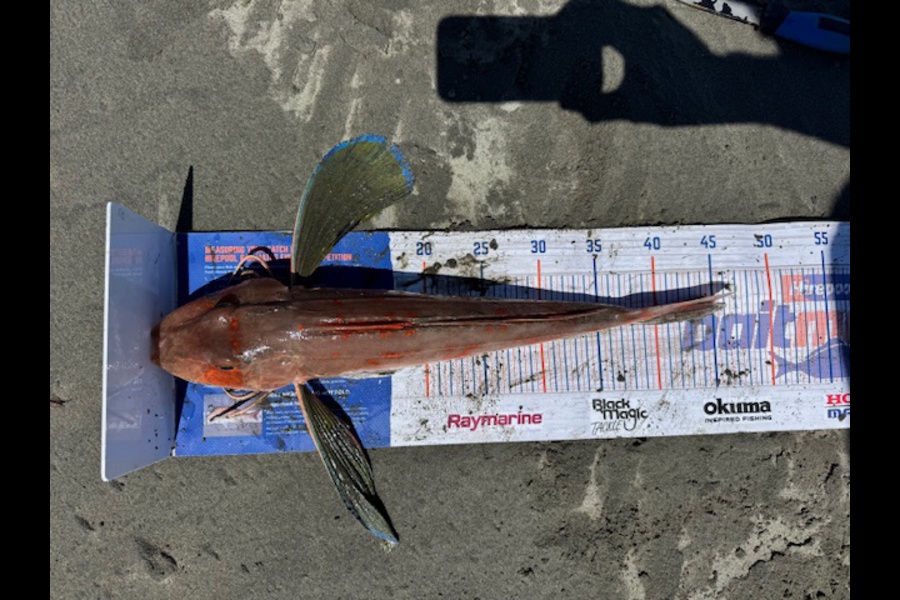 Steve Watt caught this 45.0cm Gurnard at Wellington during The Export NZ Fishing Competition