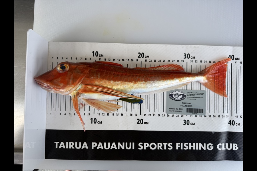 Tim Evans caught this 38.5cm Gurnard at Coromandel during The Export NZ Fishing Competition