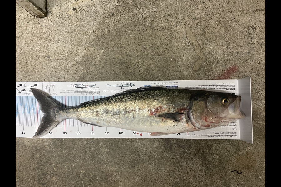 Rachell Penberth caught this 68.0cm Kahawai at Taranaki during The Export NZ Fishing Competition