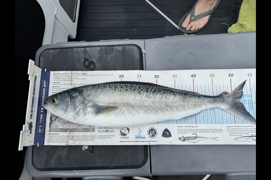 Nigel Whitehead caught this 51.5cm Kahawai at Nelson/Marlborough during The Export NZ Fishing Competition