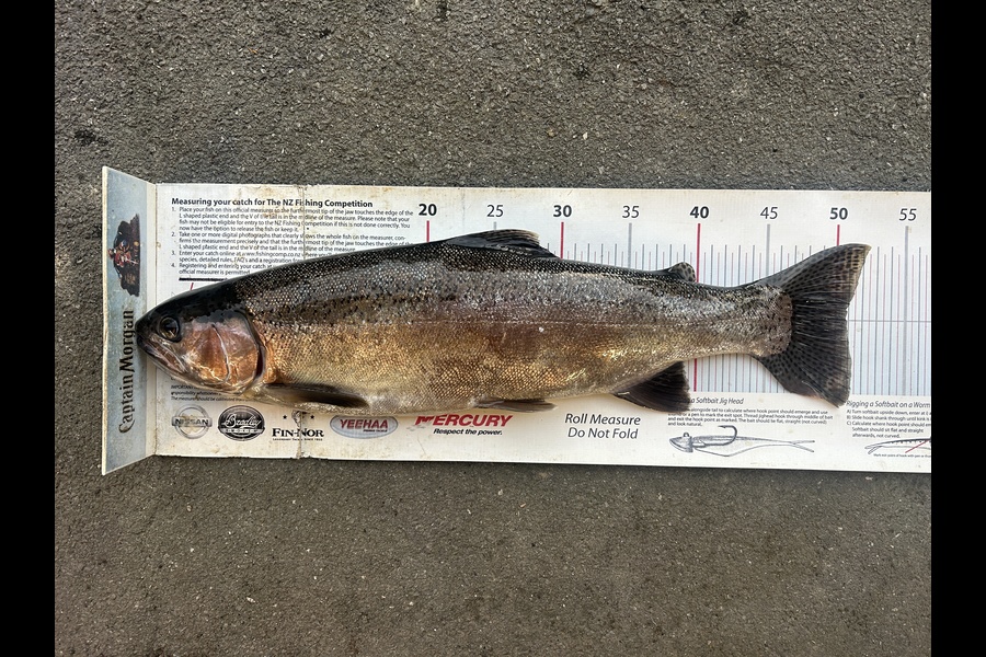 Johnny Huynen caught this 50.0cm Trout at Manawatu during The Export NZ Fishing Competition