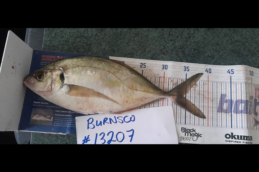 Leigh Page caught this 34.0cm Trevally at Wellington during The Export NZ Fishing Competition
