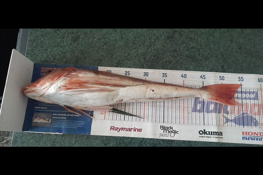 Leigh Page caught this 53.0cm Gurnard at Wellington during The Export NZ Fishing Competition