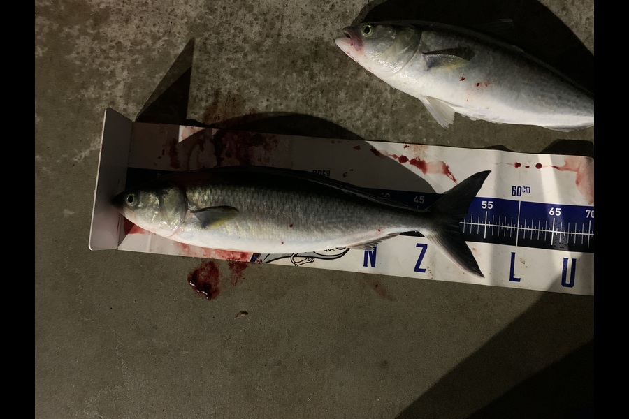 Craig Nelder caught this 51.0cm Kahawai at Northland during The Export NZ Fishing Competition