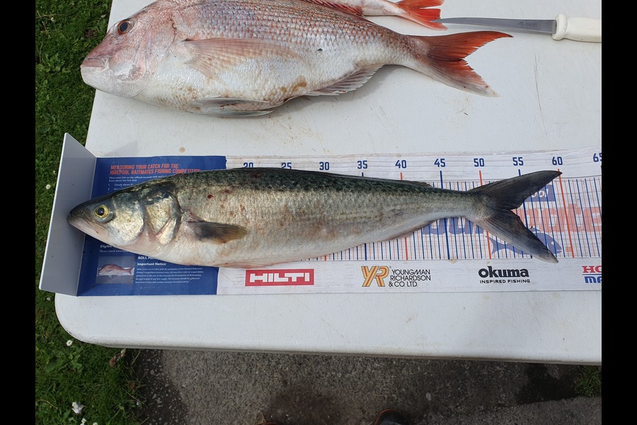 Dan Musson caught this 53.0cm Kahawai at Wellington during The Export NZ Fishing Competition
