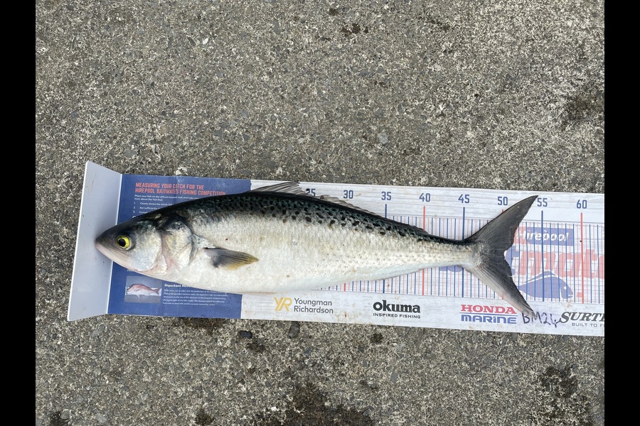Anthony Murray caught this 50.0cm Kahawai at Wellington during The Export NZ Fishing Competition