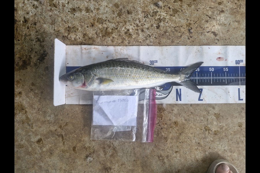 Craig Nelder caught this 42.5cm Kahawai at Northland during The Export NZ Fishing Competition