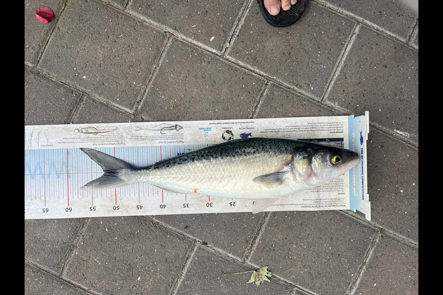 Craig Treneman caught this 52.0cm Kahawai at Hawkes Bay during The Export NZ Fishing Competition