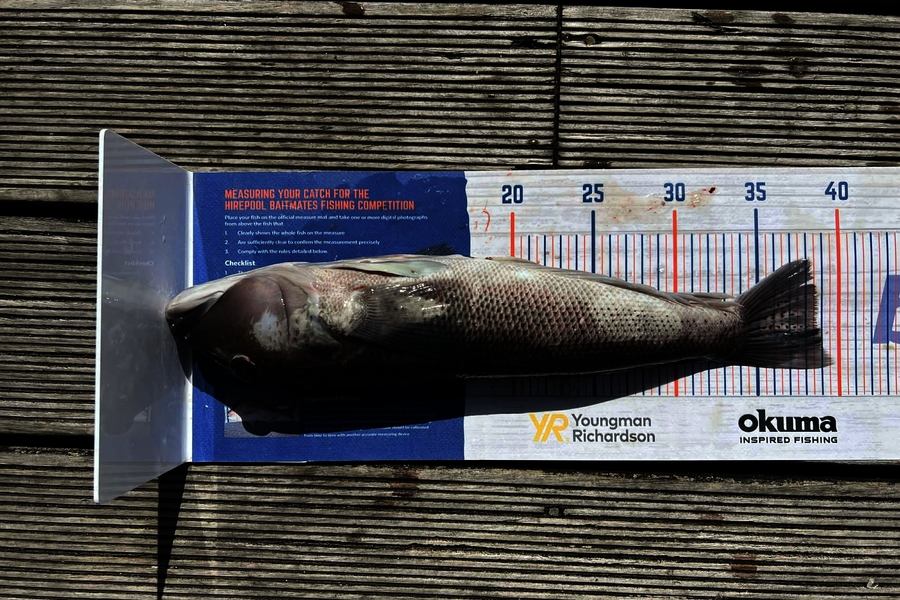 Darren Bugg caught this 38.5cm Blue Cod at Taranaki during The Export NZ Fishing Competition