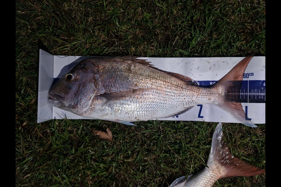 Aaron Jaques caught this 57.5cm Snapper at Northland during The Export NZ Fishing Competition