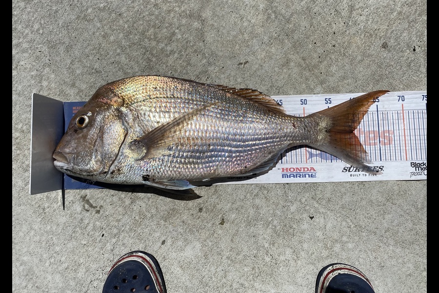 Steve Fraser caught this 59.5cm Snapper at Taranaki during The Export NZ Fishing Competition