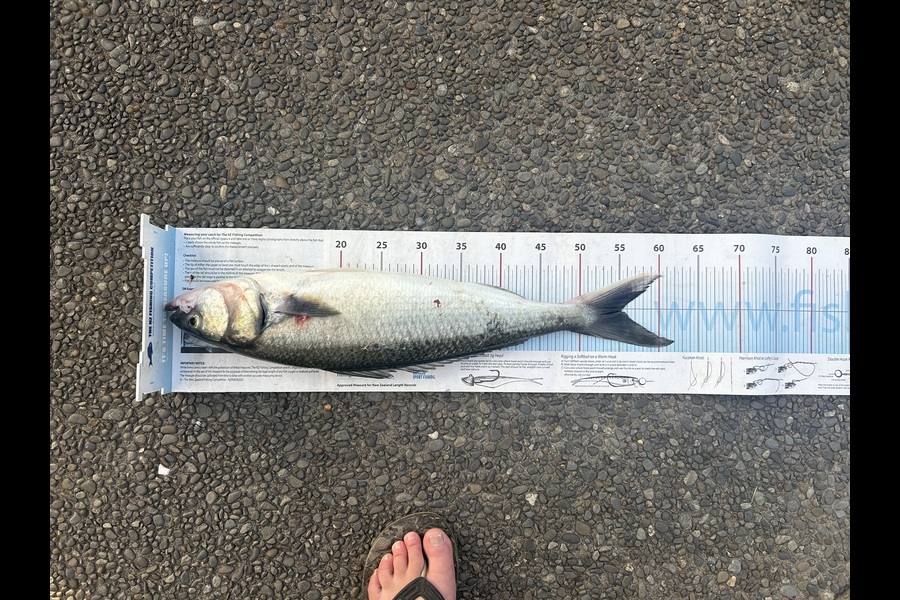 Rehua Jones caught this 55.0cm Kahawai at Bay of Plenty during The Export NZ Fishing Competition