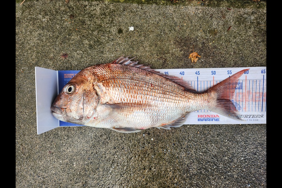 Cory Piggales caught this 55.0cm Snapper at Auckland during The Export NZ Fishing Competition