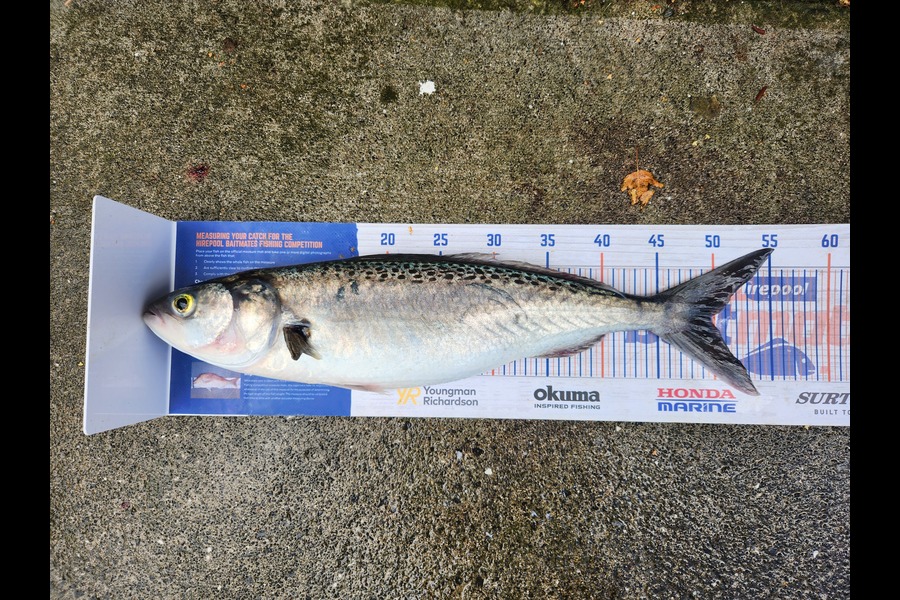 Cory Piggales caught this 49.5cm Kahawai at Auckland during The Export NZ Fishing Competition