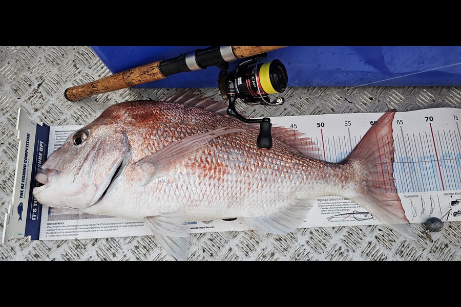 Brian  Gallogly caught this 61.5cm Snapper at Auckland during The Export NZ Fishing Competition