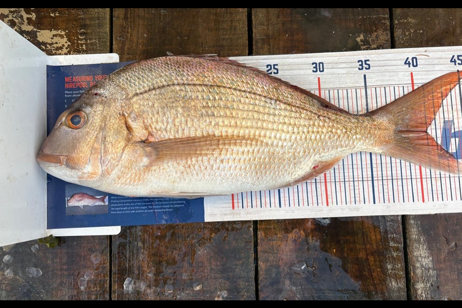 Caleb Van Dragt caught this 41.0cm Snapper at Bay of Plenty during The Export NZ Fishing Competition