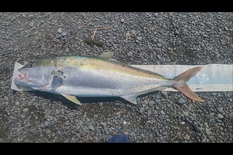 Wiremu  Te aho  caught this 121.0cm Kingfish at Hawkes Bay during The Export NZ Fishing Competition