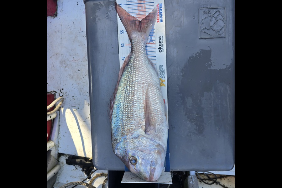 Perry Churcher caught this 58.5cm Snapper at Northland during The Export NZ Fishing Competition