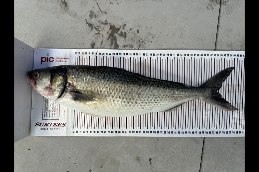 Leif Warren caught this 53.5cm Kahawai at Taranaki during The Export NZ Fishing Competition