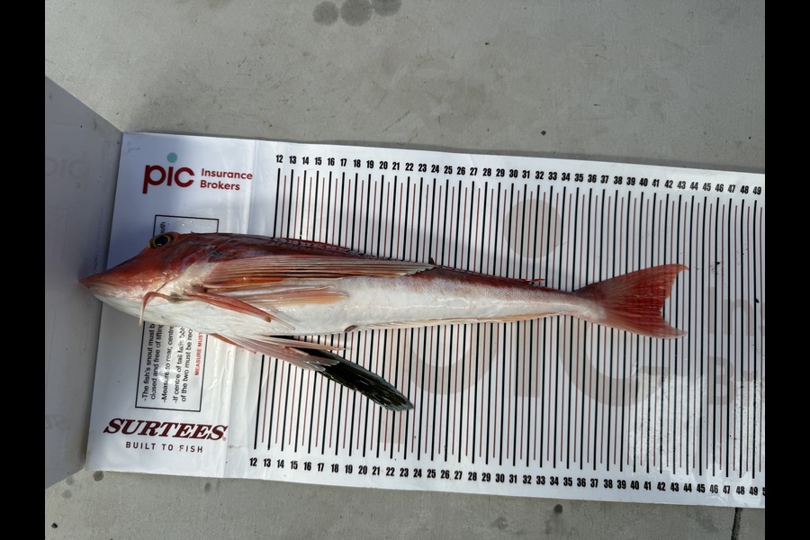 Leif Warren caught this 41.5cm Gurnard at Taranaki during The Export NZ Fishing Competition