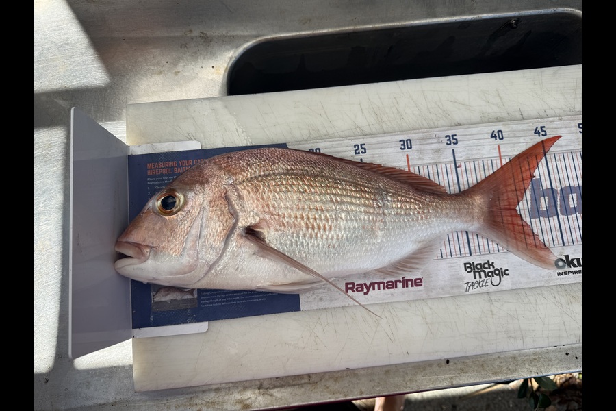 Maria Money caught this 40.5cm Snapper at Auckland during The Export NZ Fishing Competition