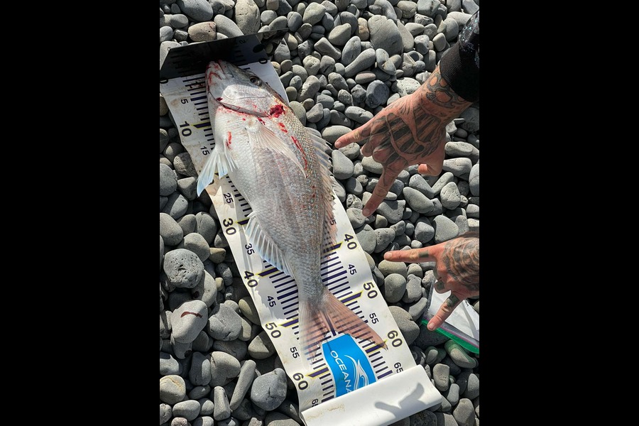 Pj Oughton caught this 54.0cm Snapper at Hawkes Bay during The Export NZ Fishing Competition