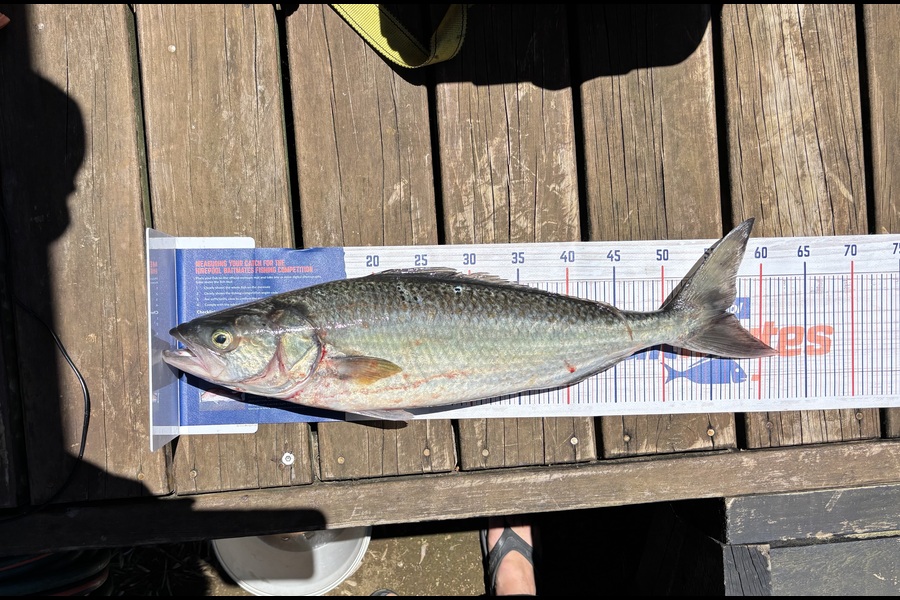 Percy  Cooper caught this 56.5cm Kahawai at Northland during The Export NZ Fishing Competition