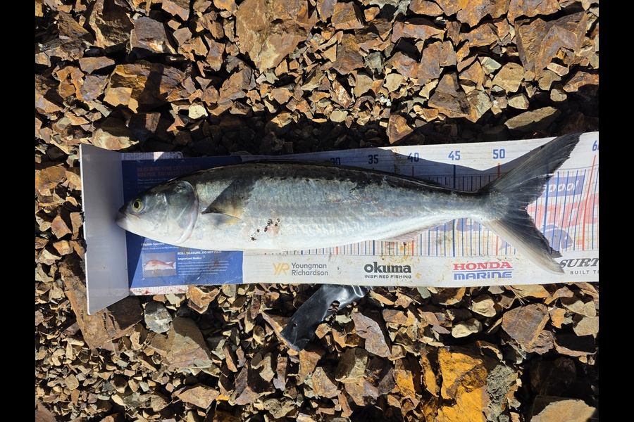 Joel Davies caught this 52.5cm Kahawai at Northland during The Export NZ Fishing Competition