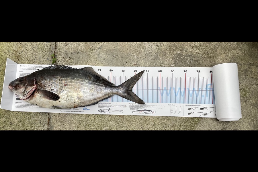 Elliott Henderson caught this 47.5cm Blue Moki at Wairarapa
 during The Export NZ Fishing Competition