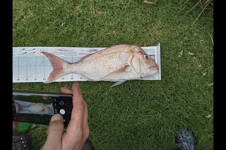 Anthony Carmichael caught this 60.0cm Snapper at Bay of Plenty during The Export NZ Fishing Competition