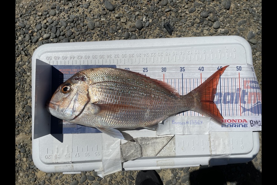 Anthony Murray caught this 43.0cm Snapper at Wellington during The Export NZ Fishing Competition
