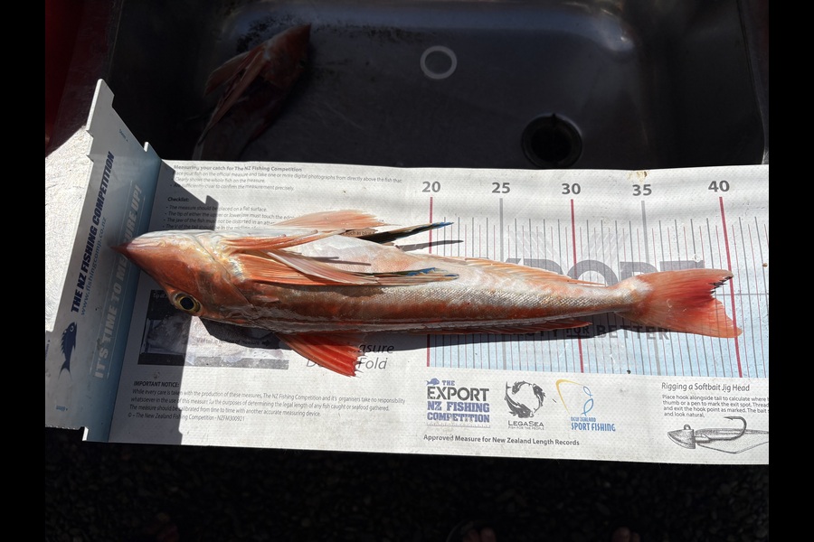 Matt  King  caught this 38.5cm Gurnard at Hawkes Bay during The Export NZ Fishing Competition